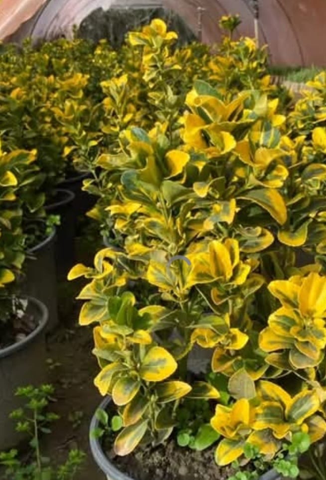 Almina Çiçekçilik 